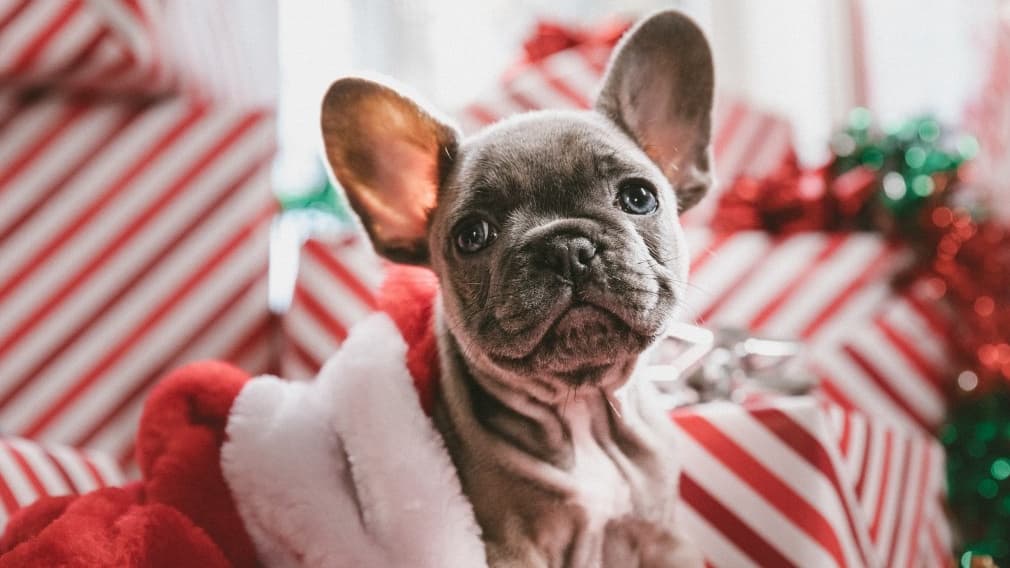 Why Being Single This Christmas Is Not As Bad As You Think